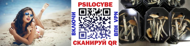Купить закладки  Североуральск  Псилоцибиновые грибы мицелий 